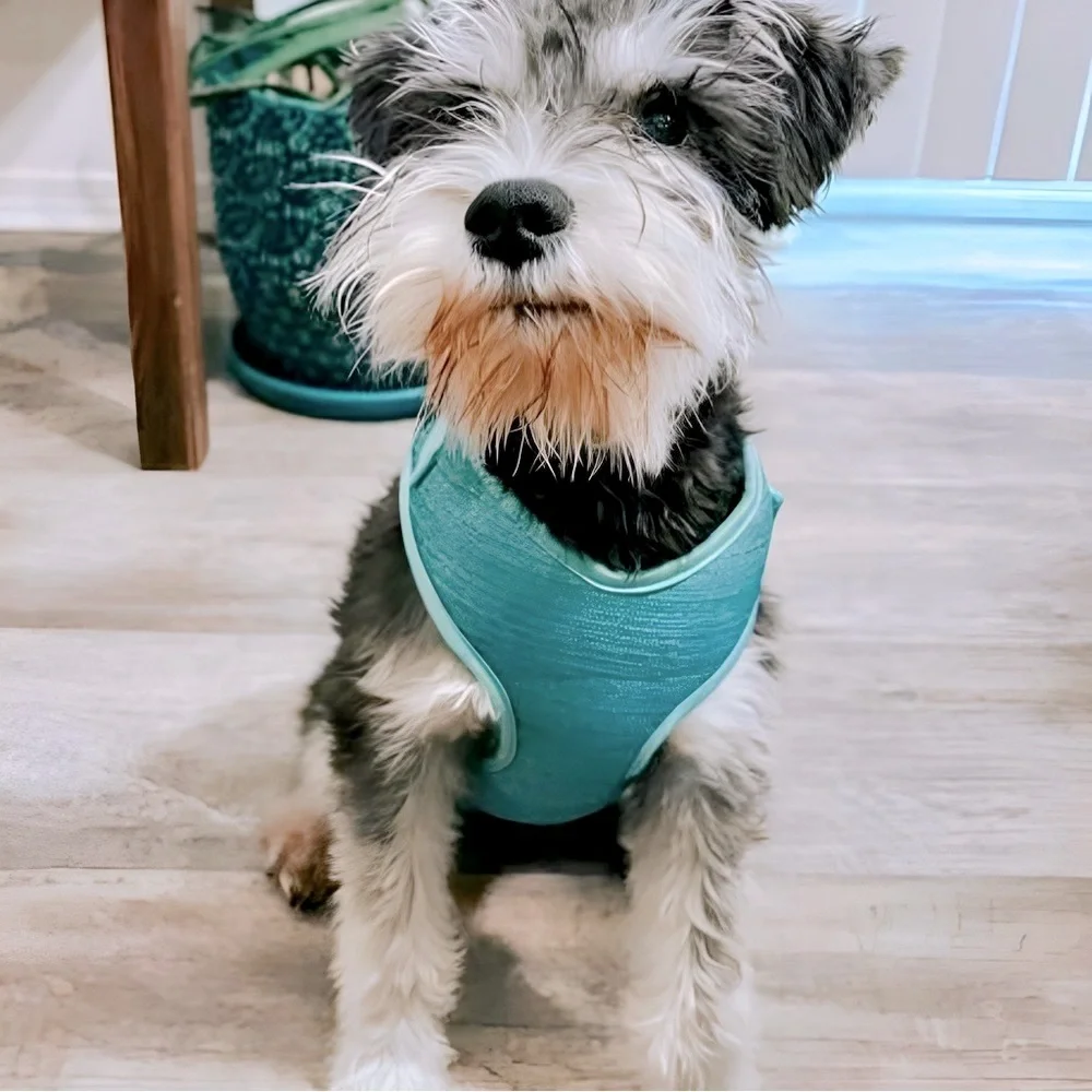 EVERY YAY Comfy Padded Mesh No-Pull Turquoise Teal Blue Dog Harness 🐶MEDIUM🐶 NWT